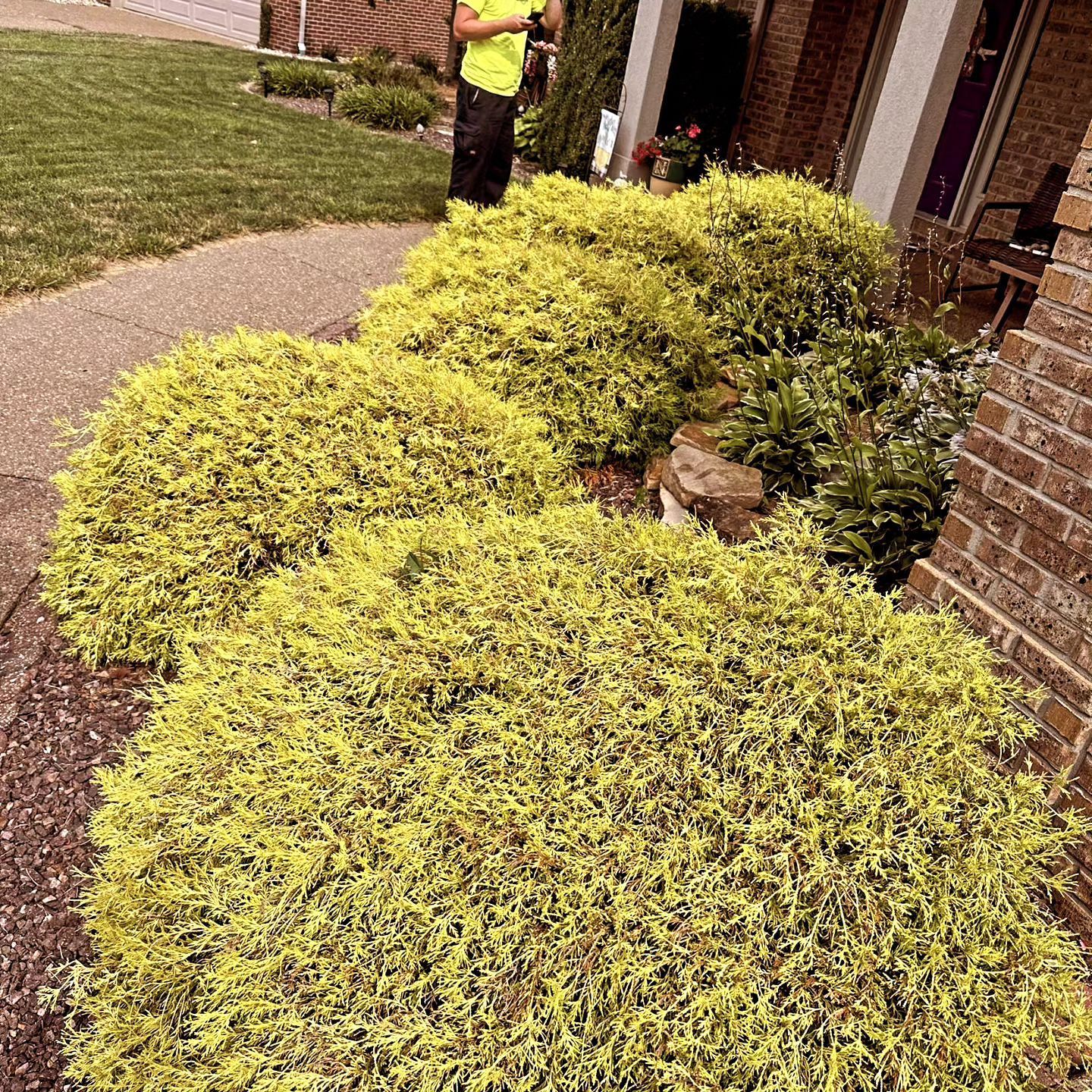 Bright yellow shrubs border a walkway beside a brick building. A person in a neon vest is visible.