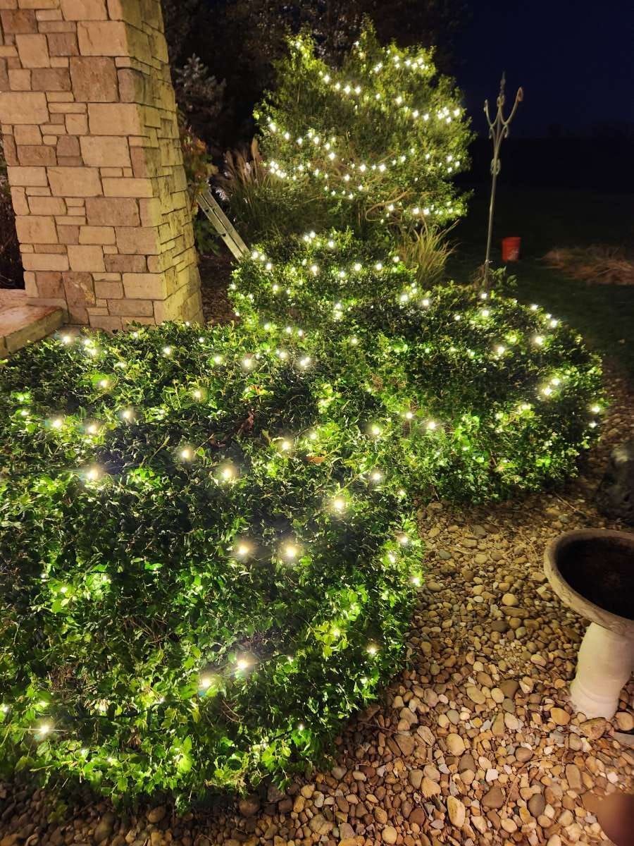 Green bushes illuminated with white string lights at night.