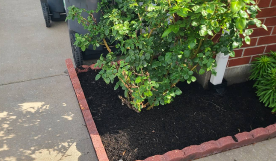 Black mulch and green bush in a brick-bordered garden bed next to a brick building and concrete path.