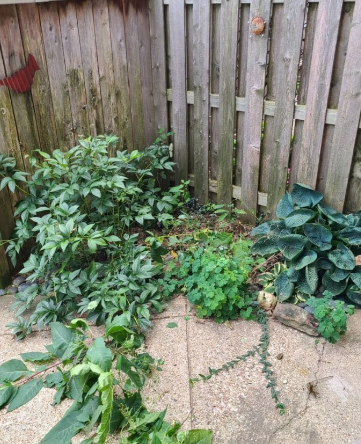 A small garden corner with various green plants against a weathered wooden fence.
