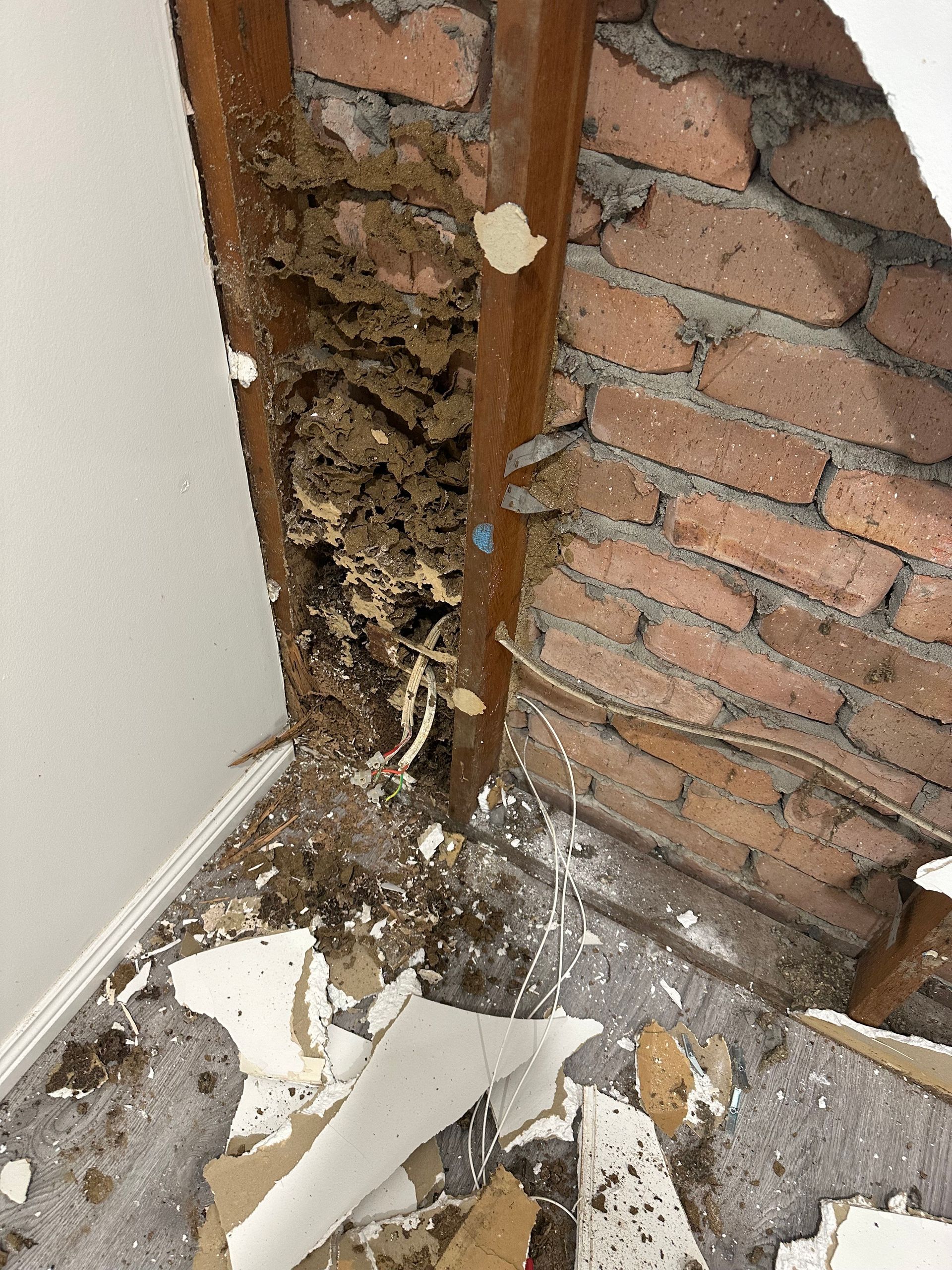 A wooden wall stud heavily damaged by termite activity, with mud tubes and debris against a brick wall behind drywall.