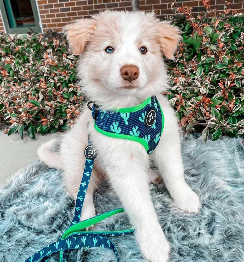 Fluffy White Puppy With One Blue Eye, Wearing a Cactus-print Harness — Jonath’s Animal Kingdom in Beresfield, NSW