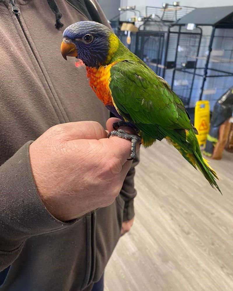 Rainbow Lorikeet Perched on a Person's Hand — Jonath’s Animal Kingdom in Beresfield, NSW