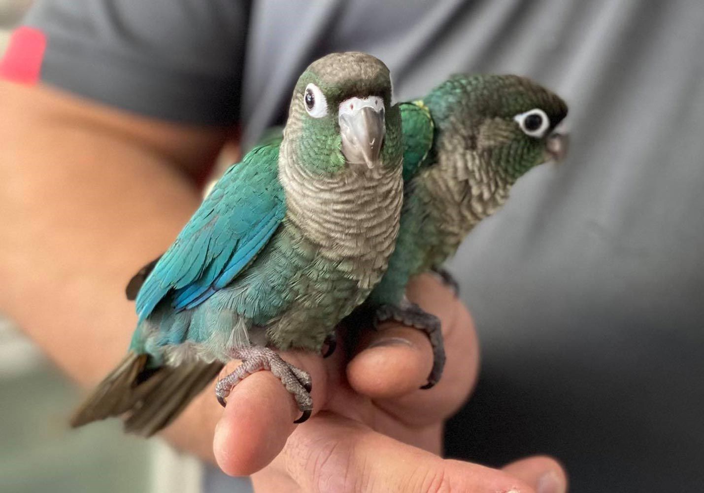 Two Green Cheek Conures Perched on a Person's Hand — Jonath’s Animal Kingdom in Beresfield, NSW