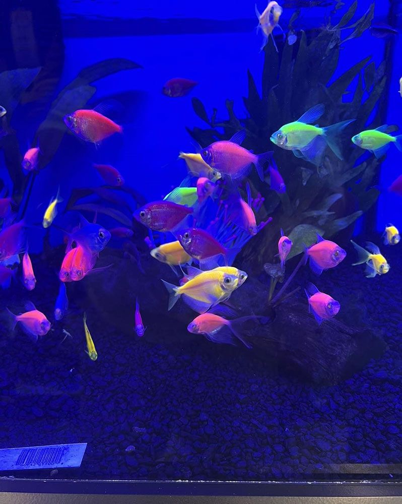Colourful Glo-fish Swimming in a Dark Blue Aquarium — Jonath’s Animal Kingdom in Salamander Bay, NSW