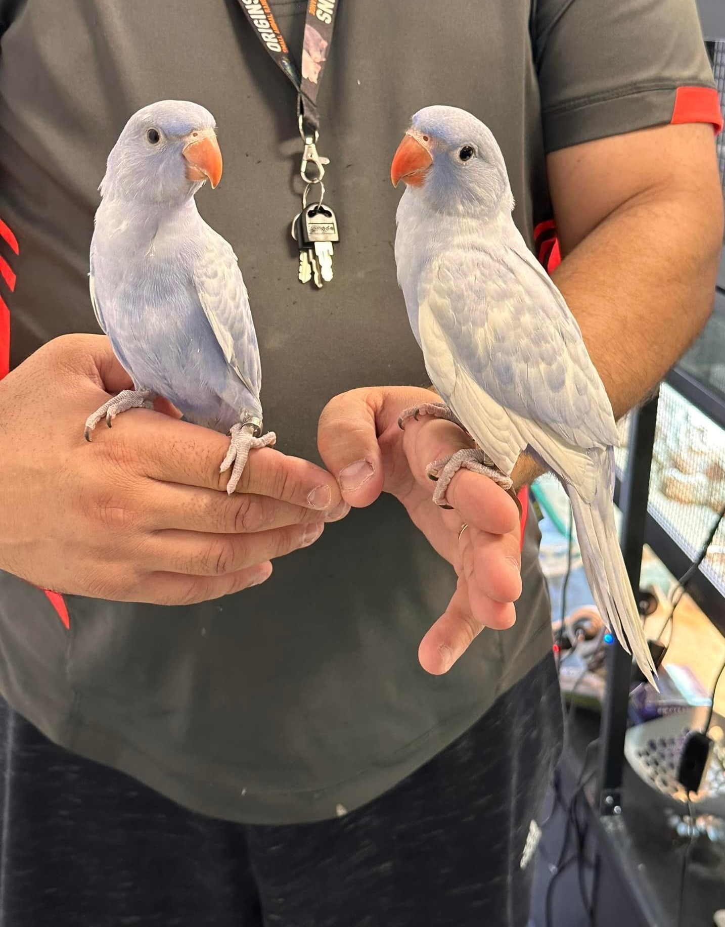 Two Pale Blue Parrots Perched on a Person's Hands — Jonath’s Animal Kingdom in Salamander Bay, NSW