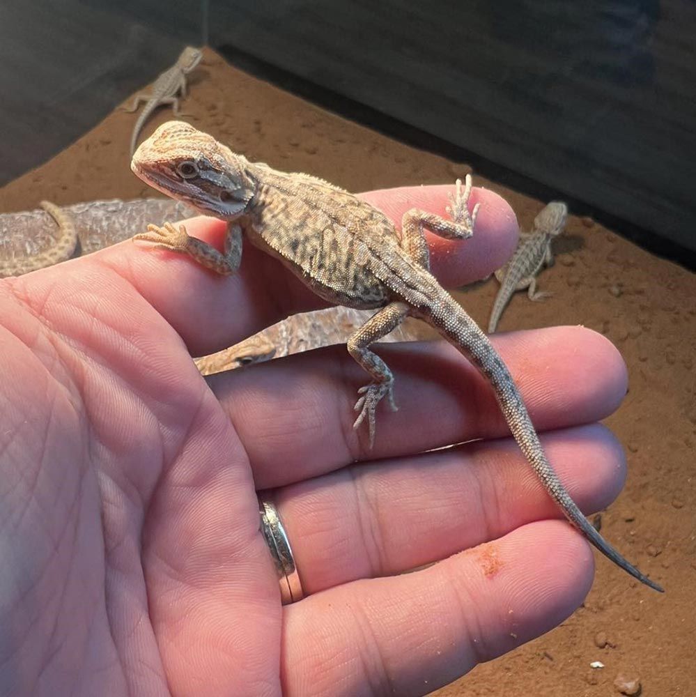 A Small, Tan Bearded Dragon in a Person's Hand, With Others in a Terrarium — Jonath’s Animal Kingdom in Maitland, NSW