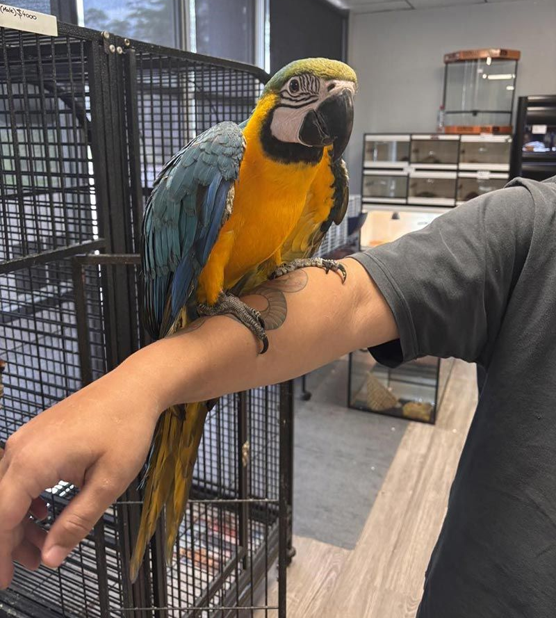 Blue and Gold Macaw Perched on a Person's Arm Near a Cage. Indoors, Pet Shop — Jonath’s Animal Kingdom in Salamander Bay, NSW