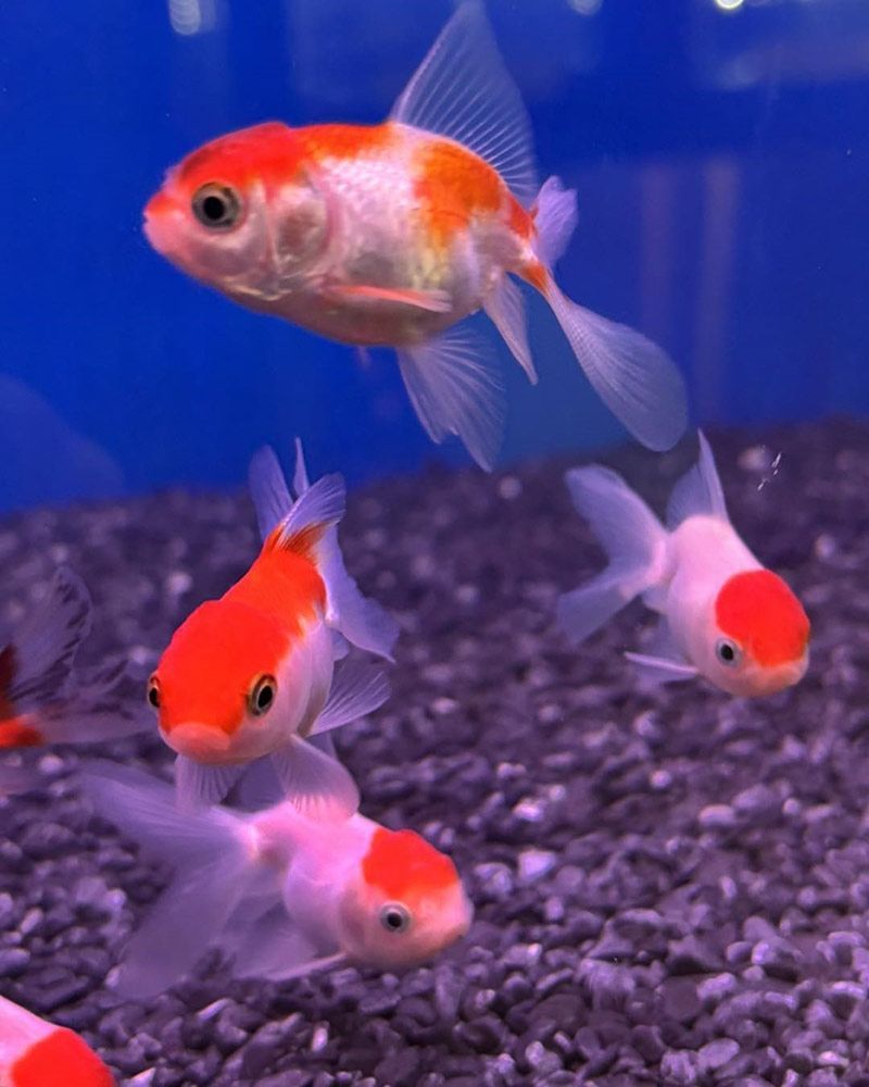 Goldfish With Orange and White Markings Swim in a Tank With Dark Gravel — Jonath’s Animal Kingdom in Salamander Bay, NSW
