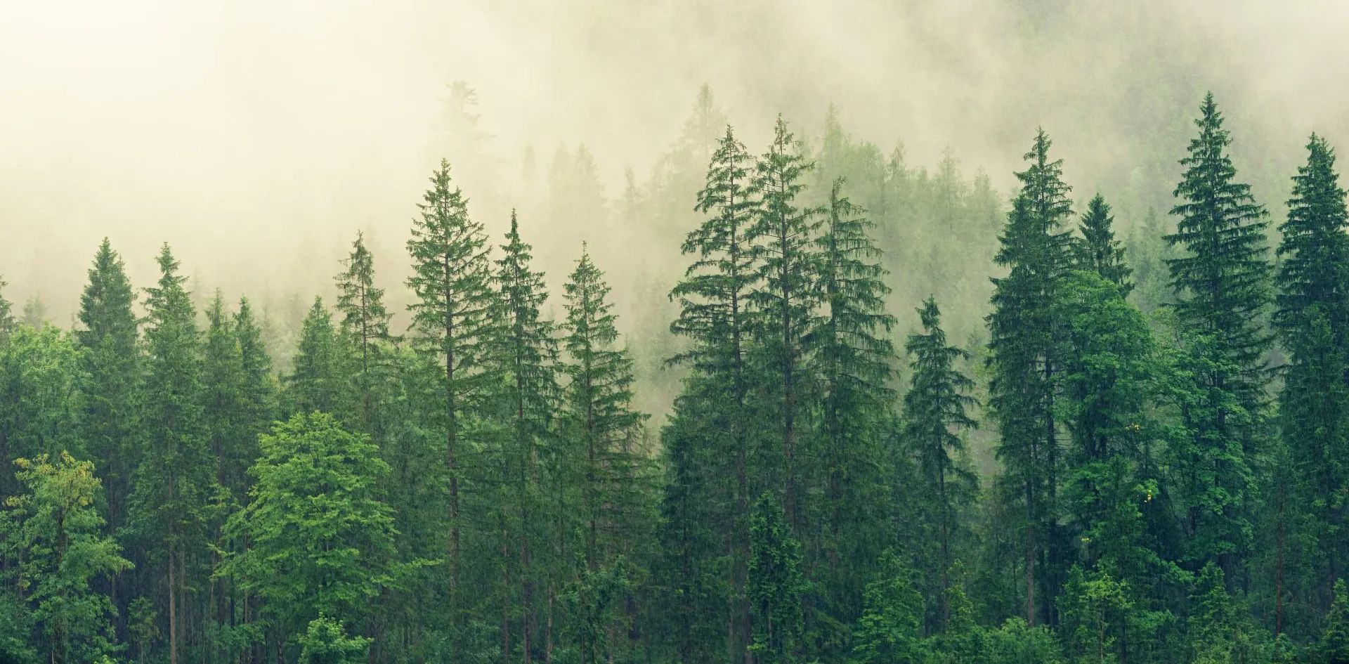 A forest of trees with a misty background