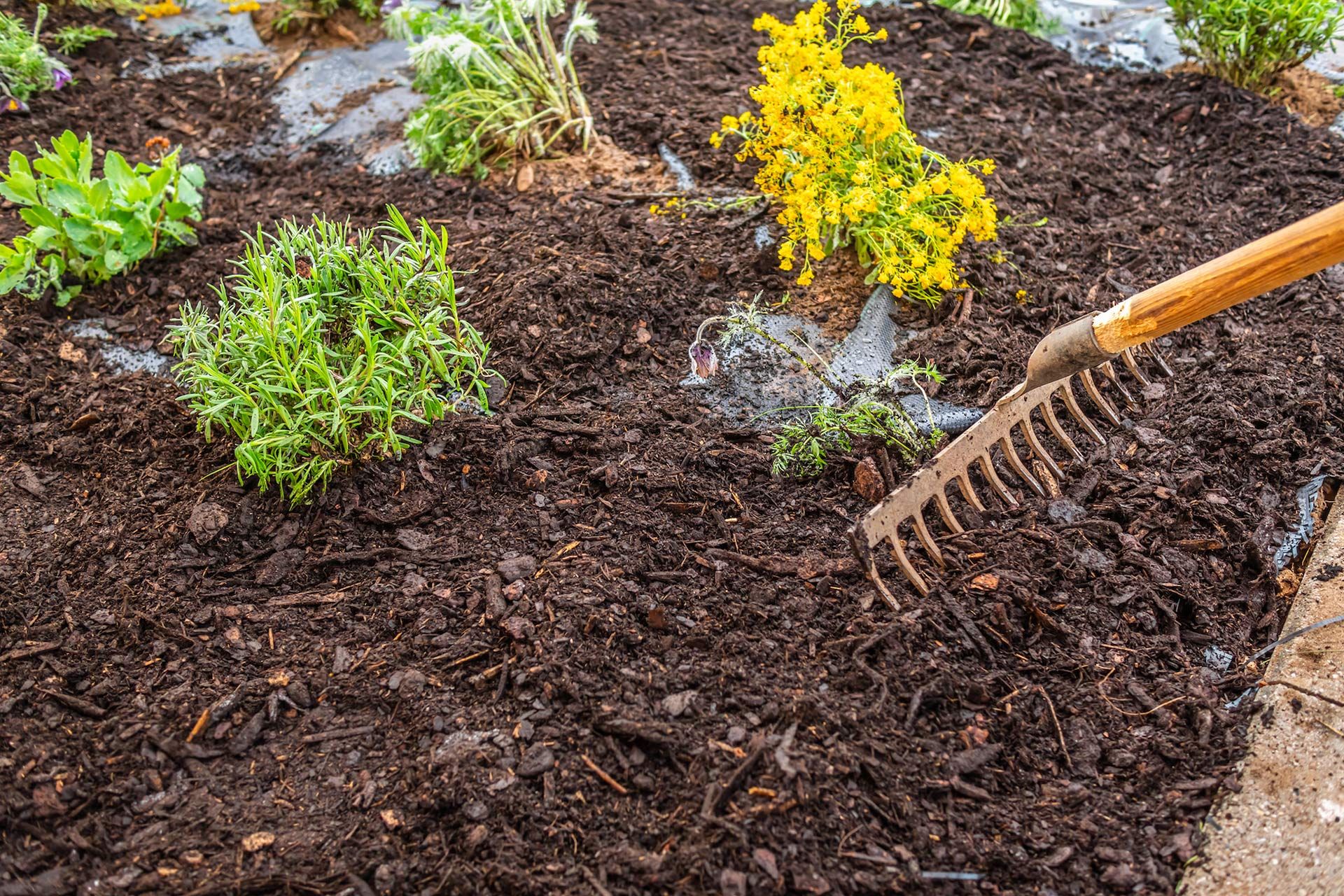 Garden bed being raked with fresh mulch around small green and yellow plants
