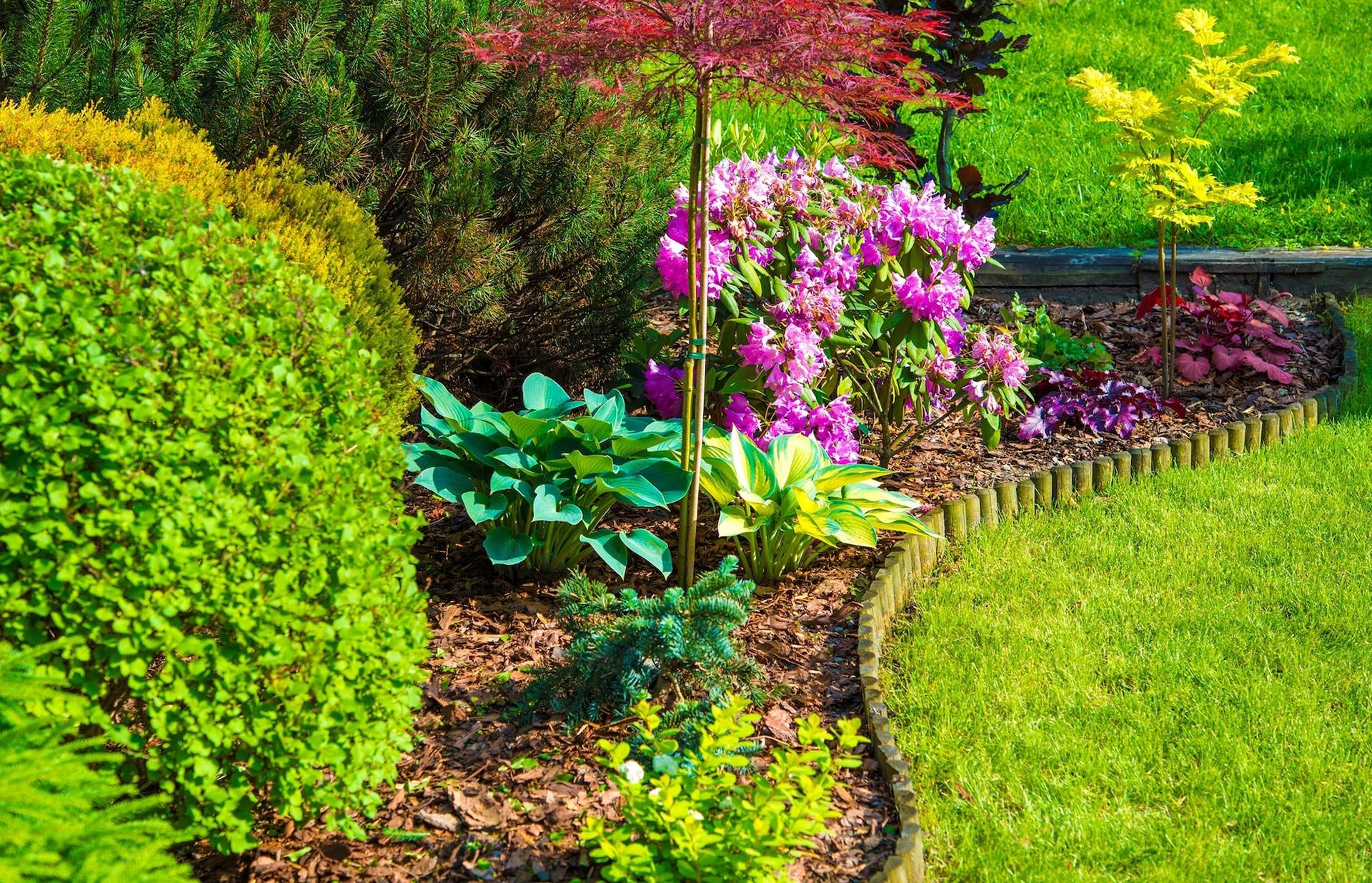 Colorful garden border with green shrubs, pink flowers, and a manicured lawn along a curved edge