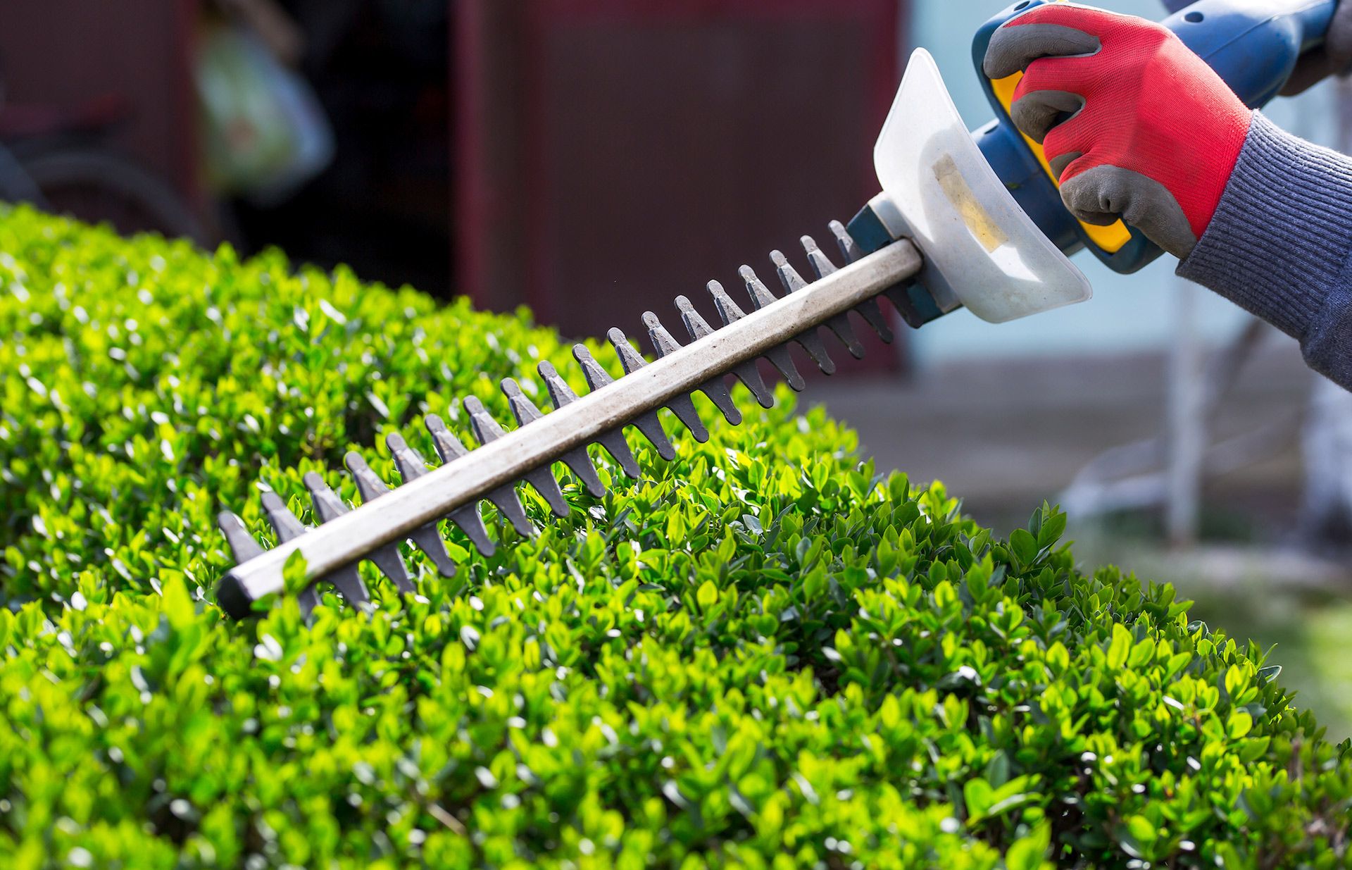 Hands trimming a green hedge with electric hedge trimmers outdoors