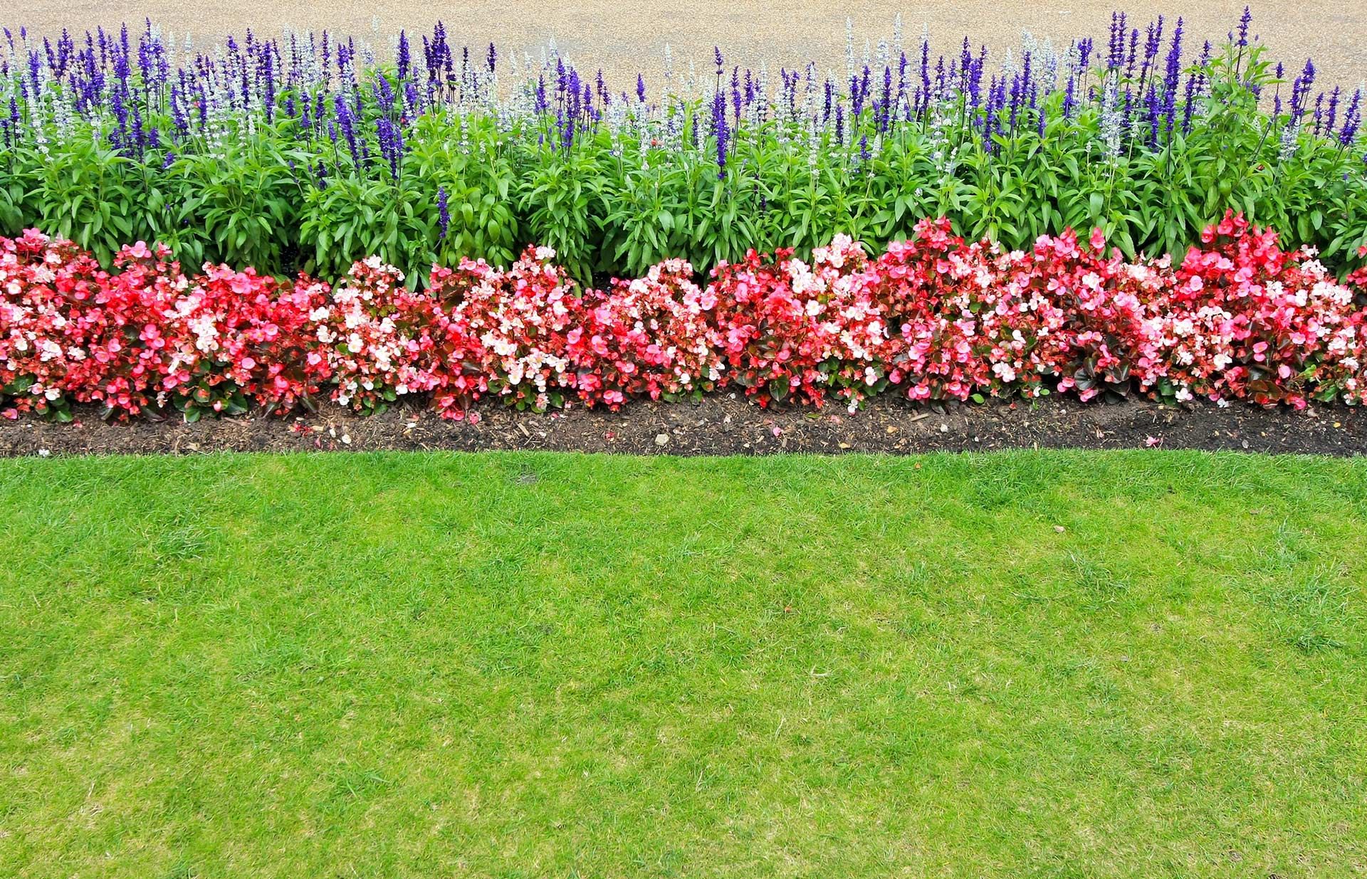 Colorful flower border with purple and pink blooms above a green lawn