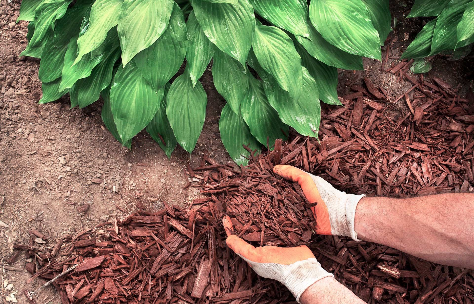 Hands in gloves spreading mulch around green hosta plants in a garden bed