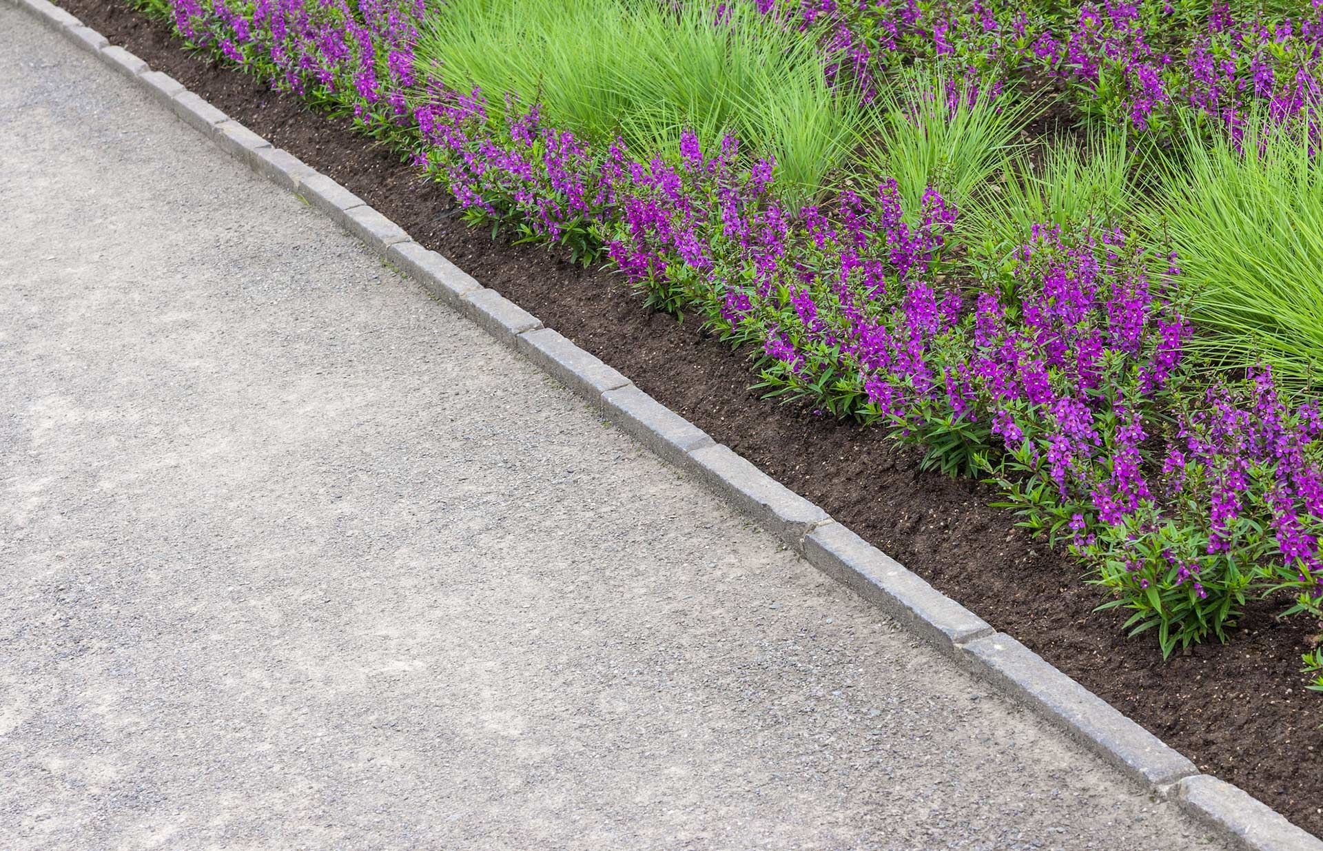 Concrete path beside a flower bed with purple blossoms and green grass