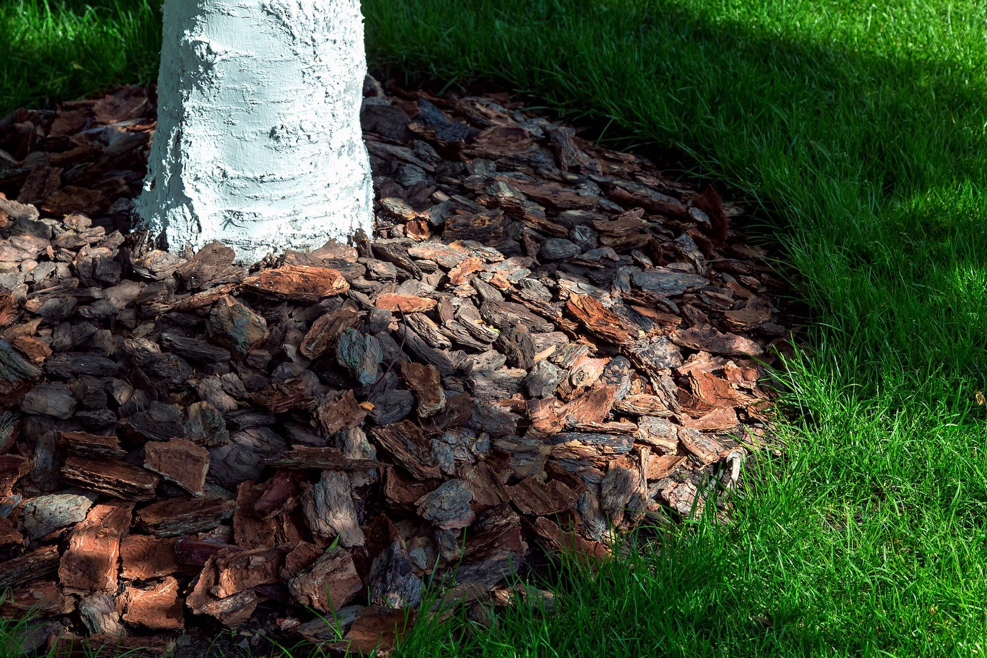 Tree trunk surrounded by brown mulch on green grass in sunlight
