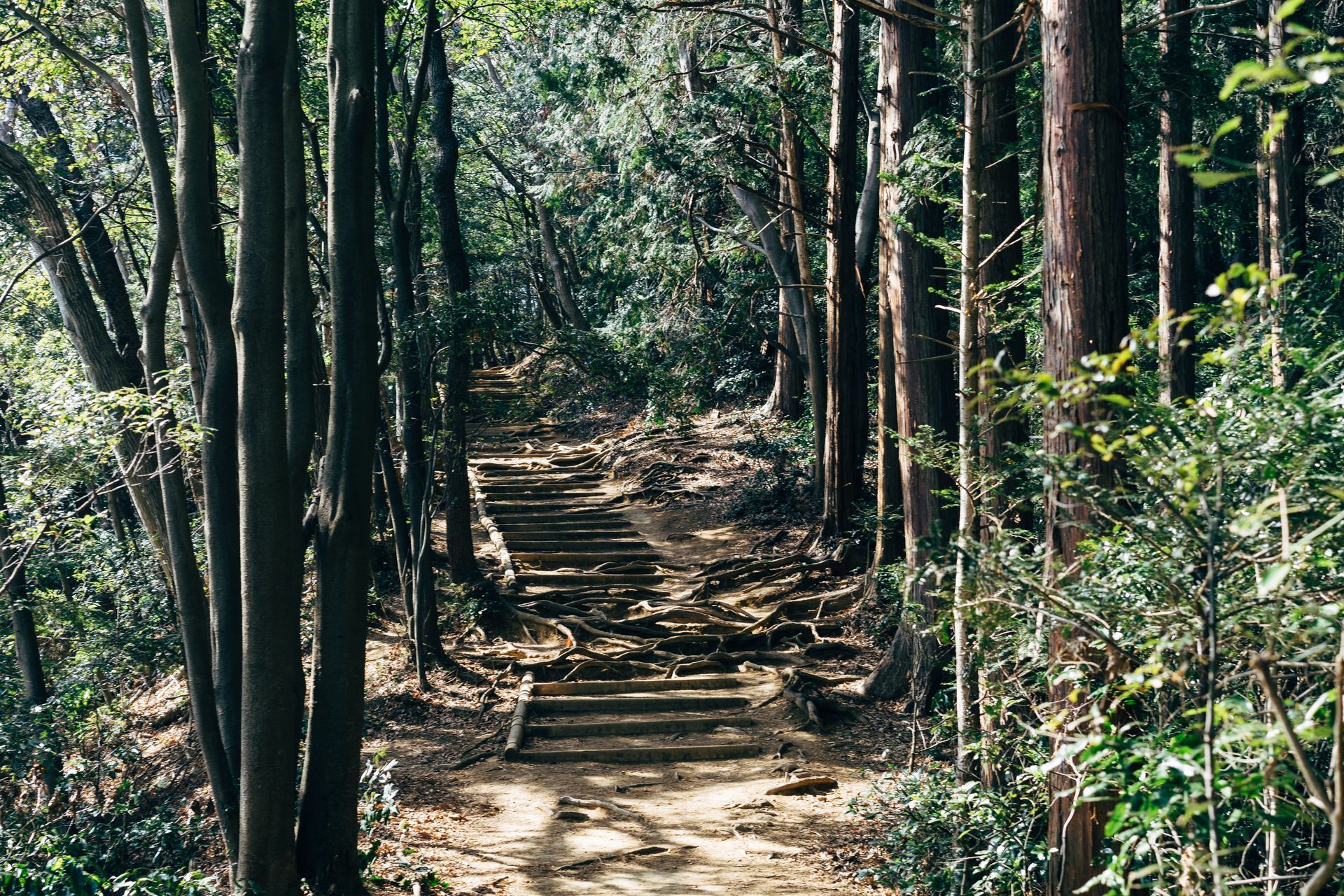 Un camino en medio de un bosque con escaleras que conducen a él.