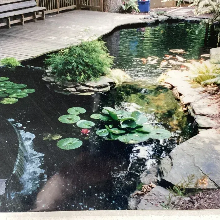 A tiered backyard koi pond with water lilies and a wooden deck, featuring fish swimming in the water.