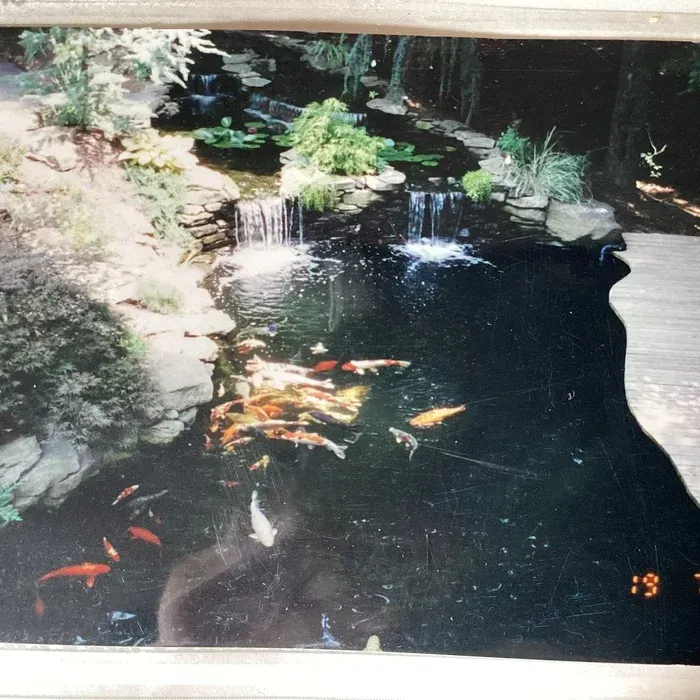 A koi pond with waterfalls flowing over rocks into dark water, surrounded by lush plants and a wooden walkway.