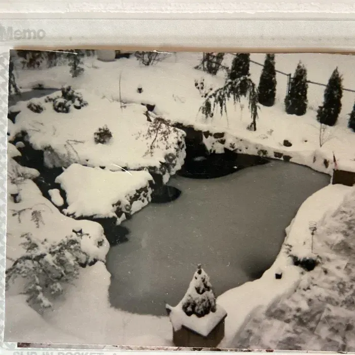 A snowy, frozen backyard pond surrounded by snow-covered bushes and evergreen trees.