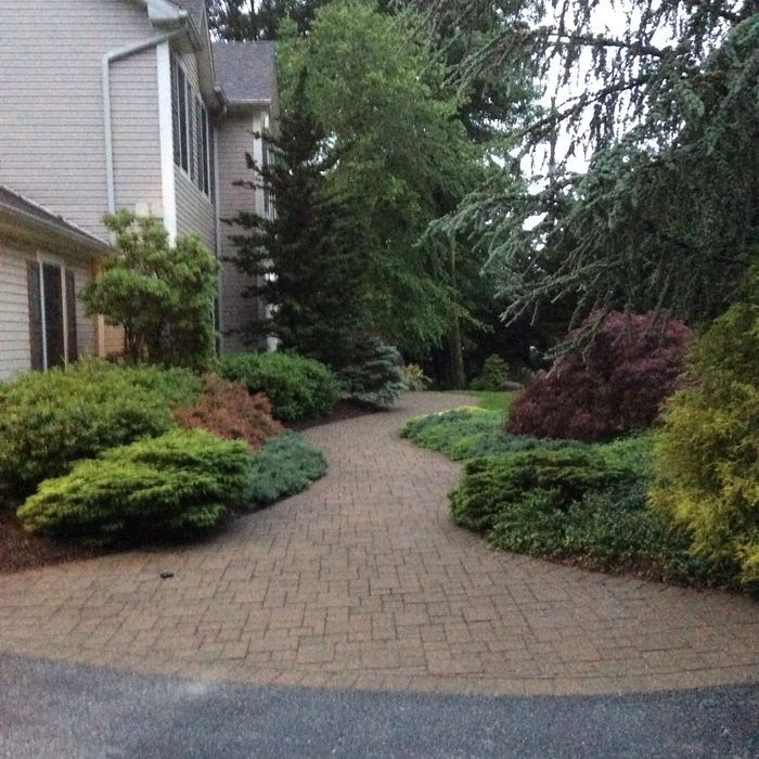 A paved stone walkway leads through a landscaped yard with various shrubs and trees next to a house.