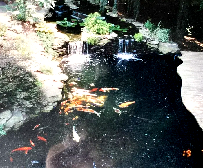 A koi pond with small waterfalls, rocks, lush greenery, and several colorful koi fish swimming in the water.