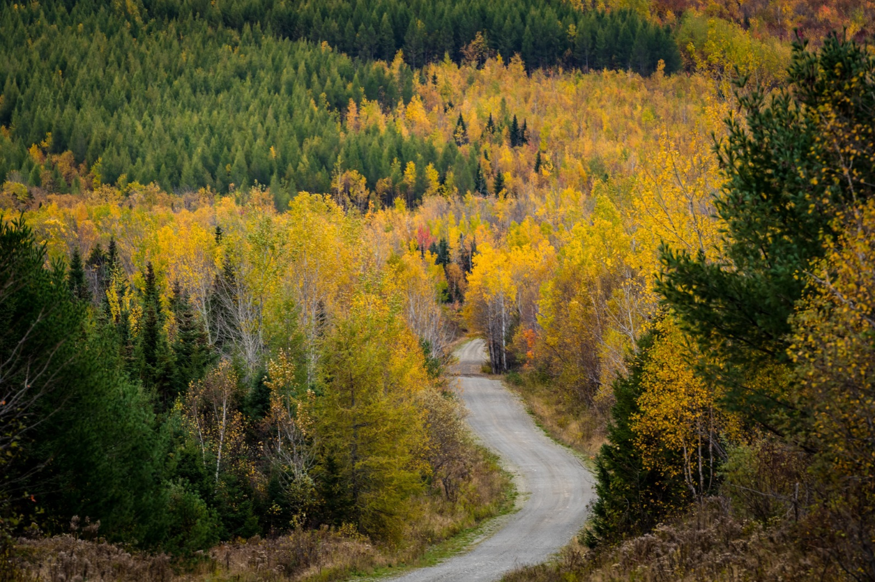 Dirt road winding through colorful autumn trees.
