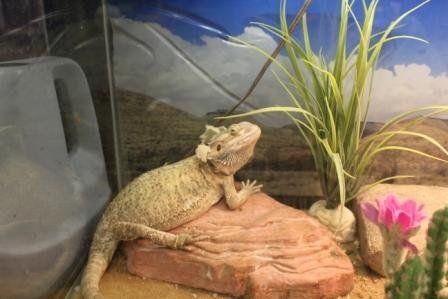 Animal friends