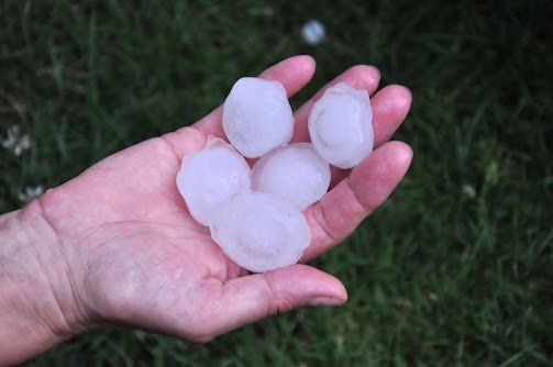 Hand holding large white hailstones over dark green grass