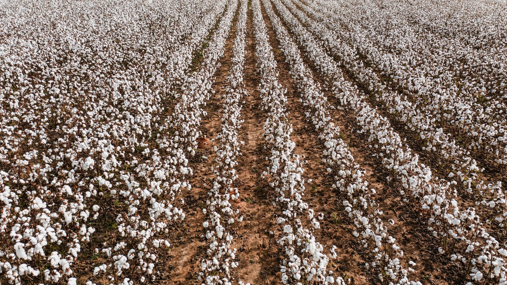 A large field of cotton plants with a blue sky in the background.
