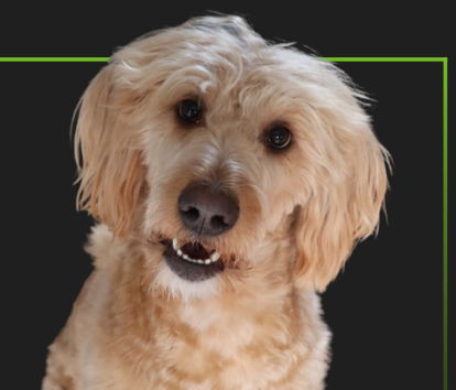Curly tan dog with a tilted head against a dark background, framed by a green border
