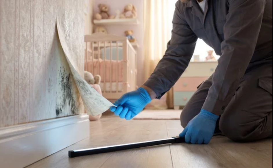 Mold Inspection Tuscaloosa AL