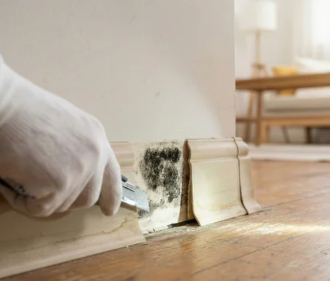 Mold Removal Tuscaloosa AL