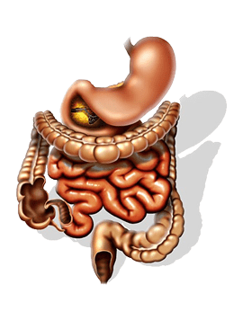Padecimientos gastrointestinales