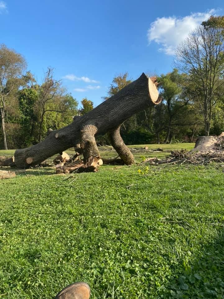 a man is cutting down a tree with a chainsaw .