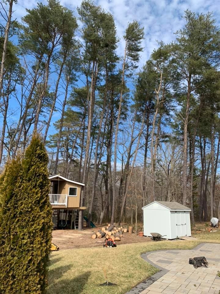 there is a tree house in the middle of the woods .