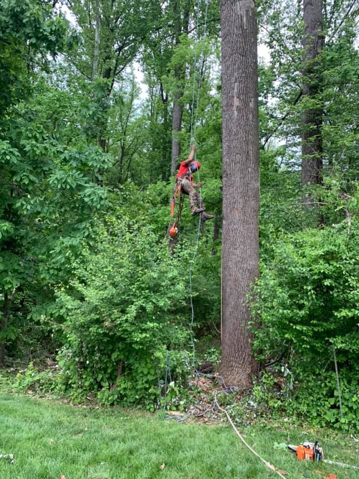 a man is climbing a tree with a chainsaw in the woods .