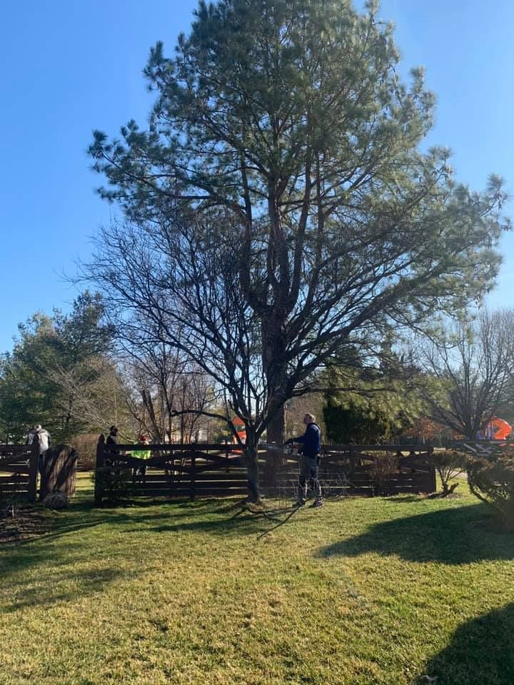 a man is standing in front of a large tree in a yard .