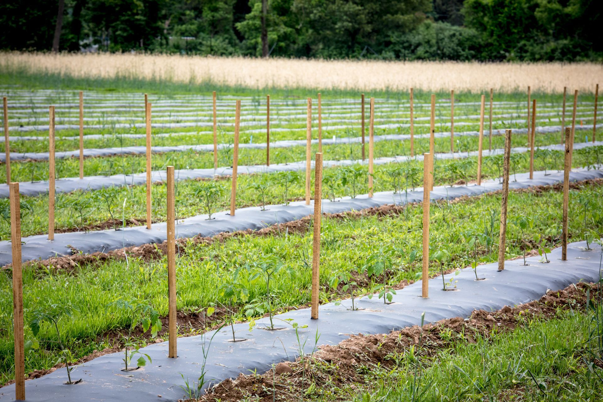 Rows of crops at the Farm at GreatHorse