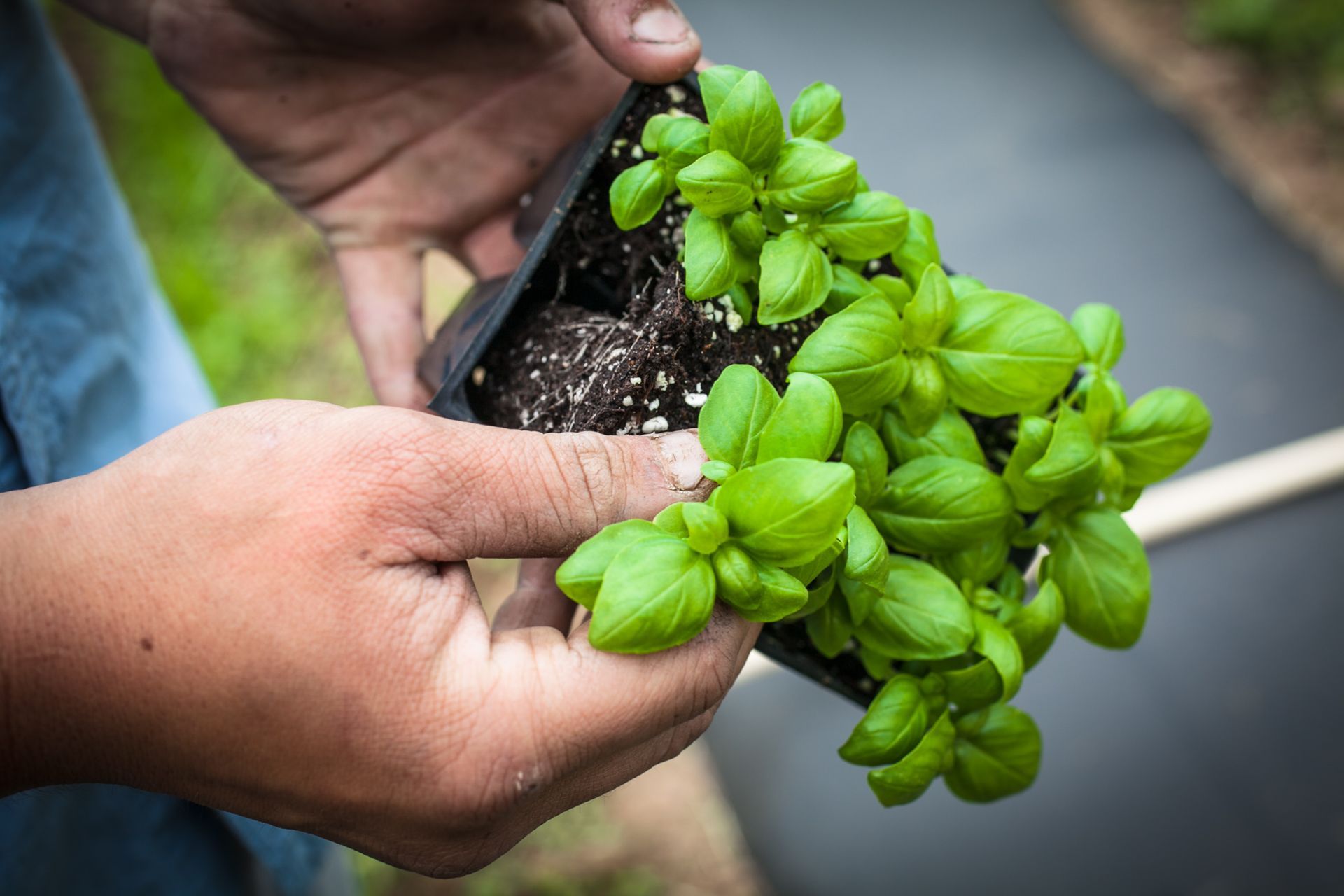 basil ready to be planted at the Farm at GreatHorse