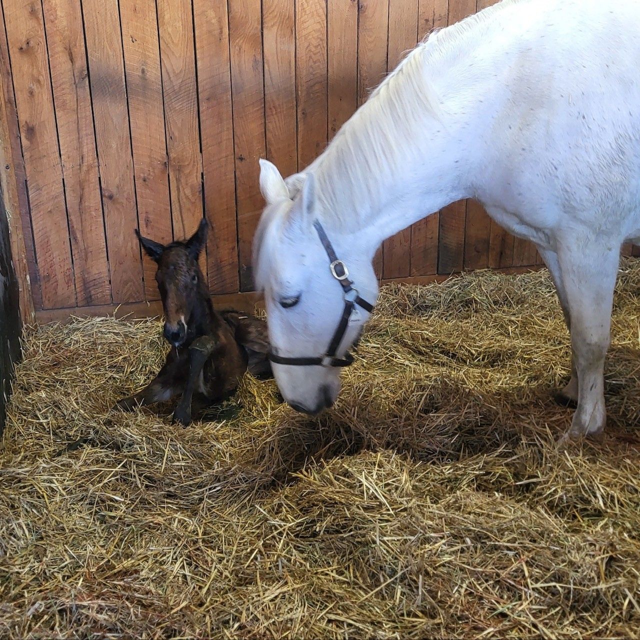 A white horse snuggles a newborn foal at The Farm at GreatHorse