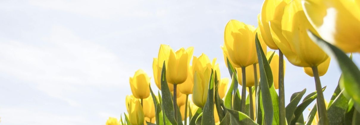 A bunch of yellow tulips against a blue sky