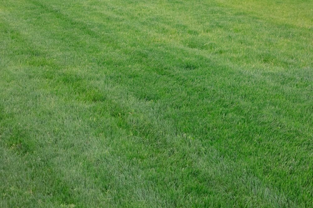 Green Lawn With Varying Shades and Textures — Geoff Thompson's Independent Flooring Centre in Wauchope, NSW