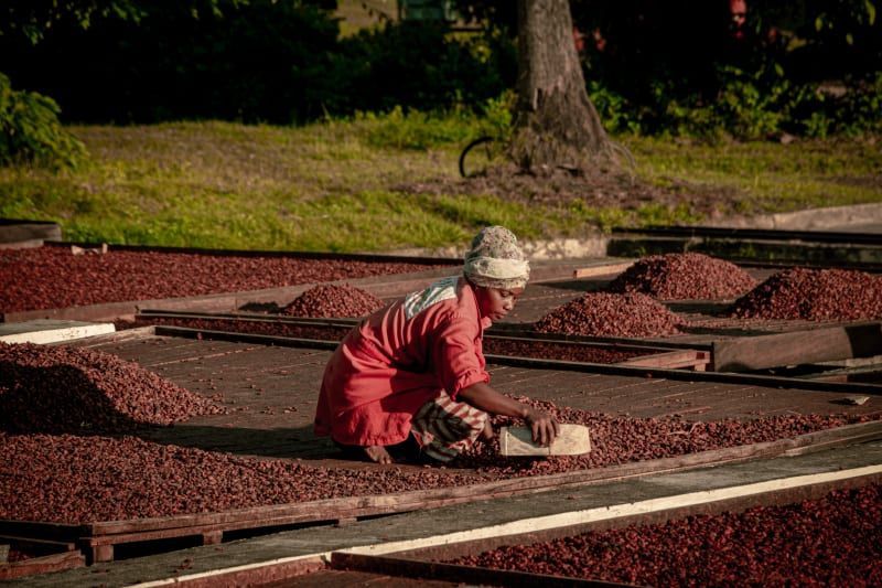 Grano café secado Valrhona