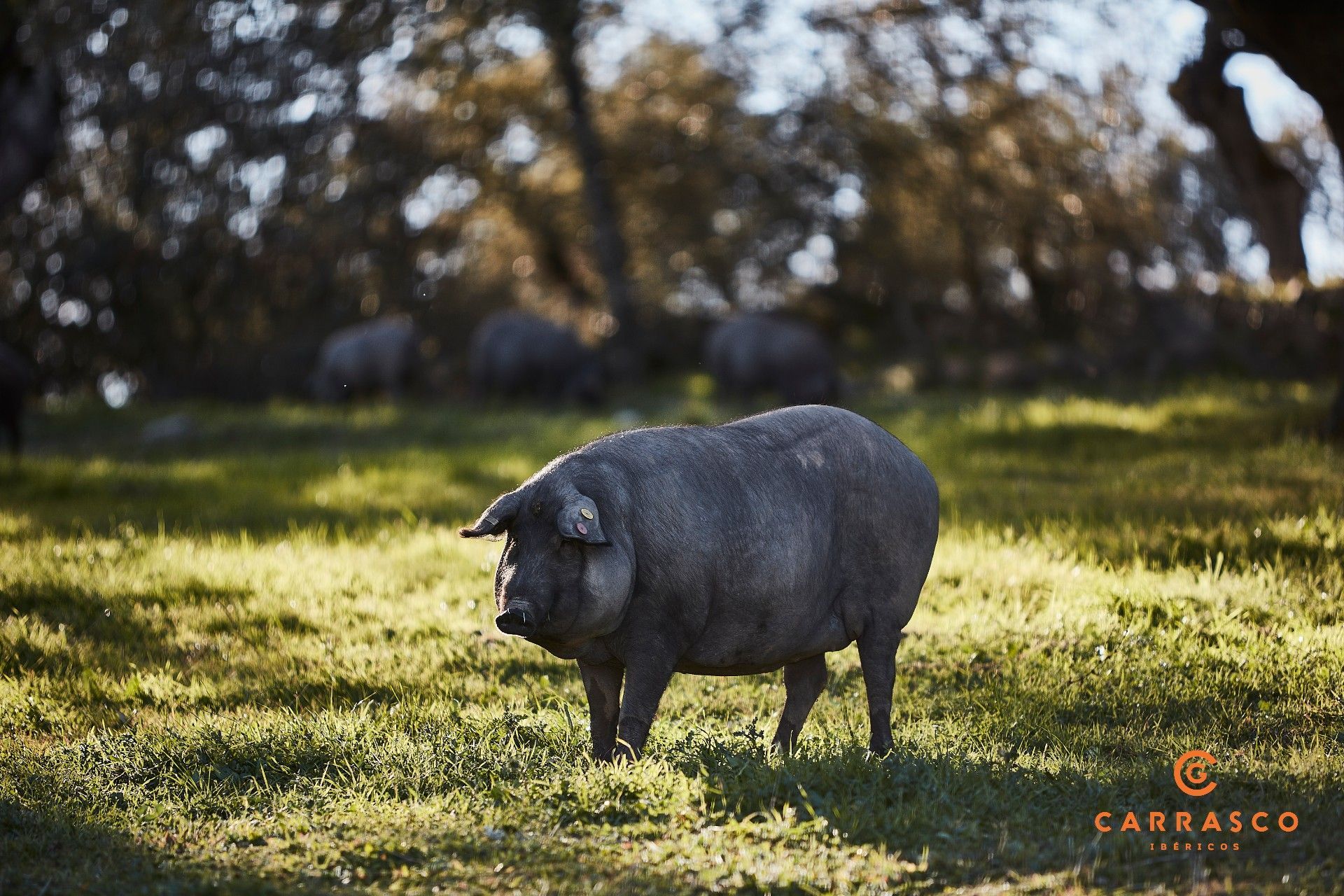 Cerdo negro de raza ibérico de bellota de pie sobre la hierba en un campo arbolado soleado.