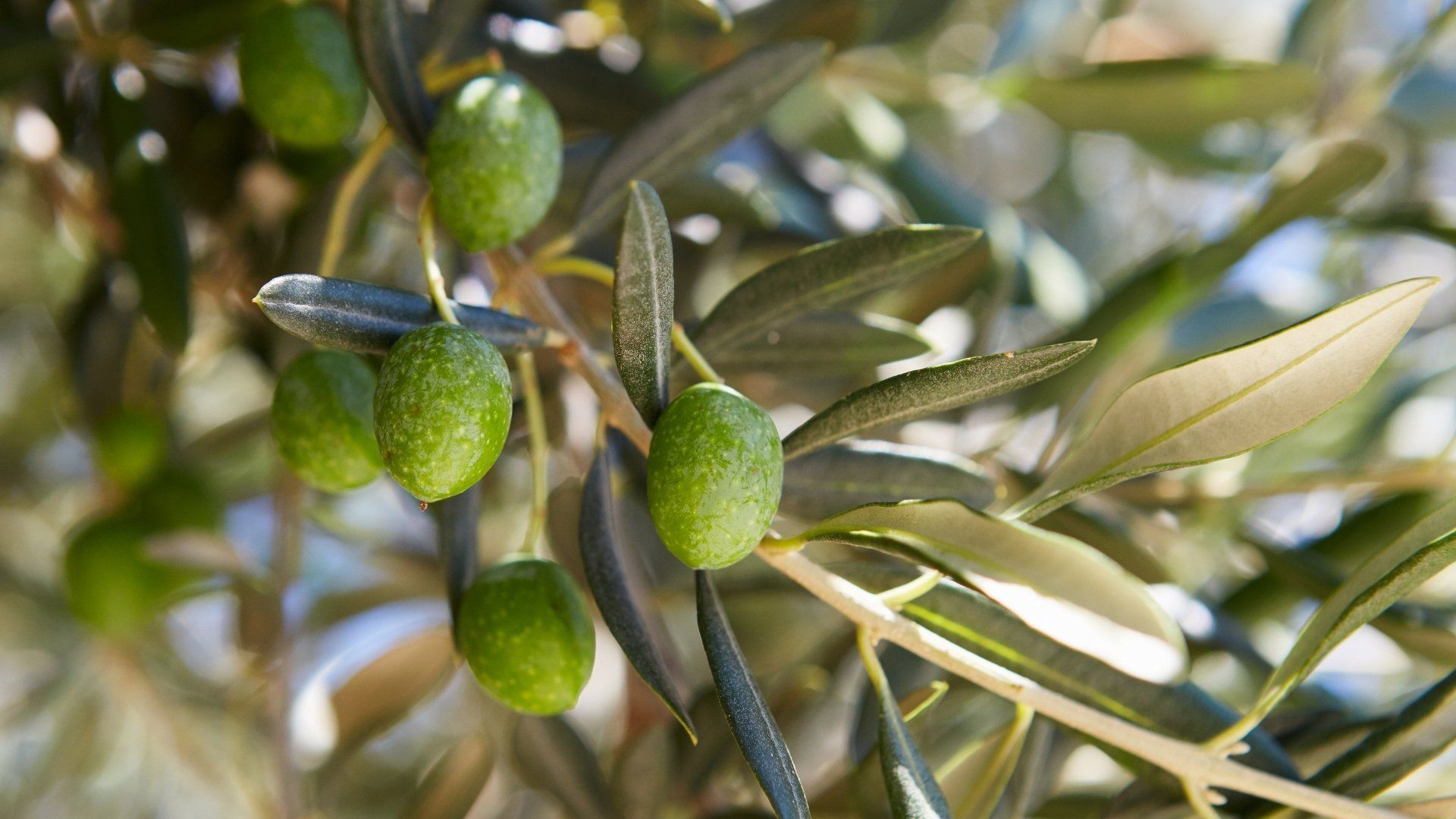 Aceite de oliva Virgen Extra Sensolive