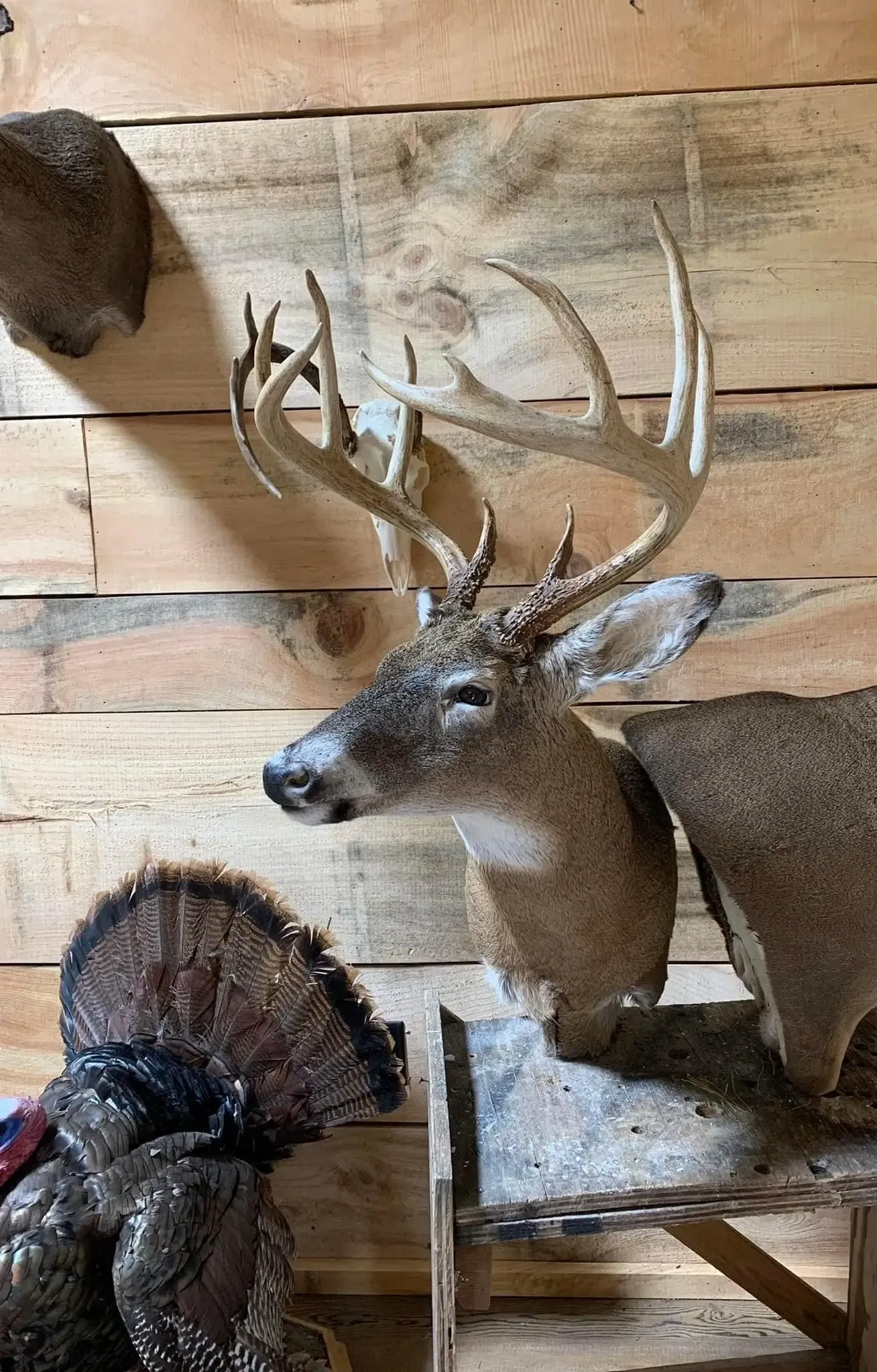 A deer head is hanging on a wooden wall next to a stuffed animal.
