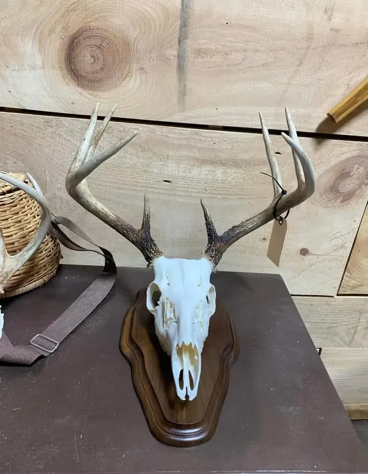 A deer skull is hanging on a wooden wall.