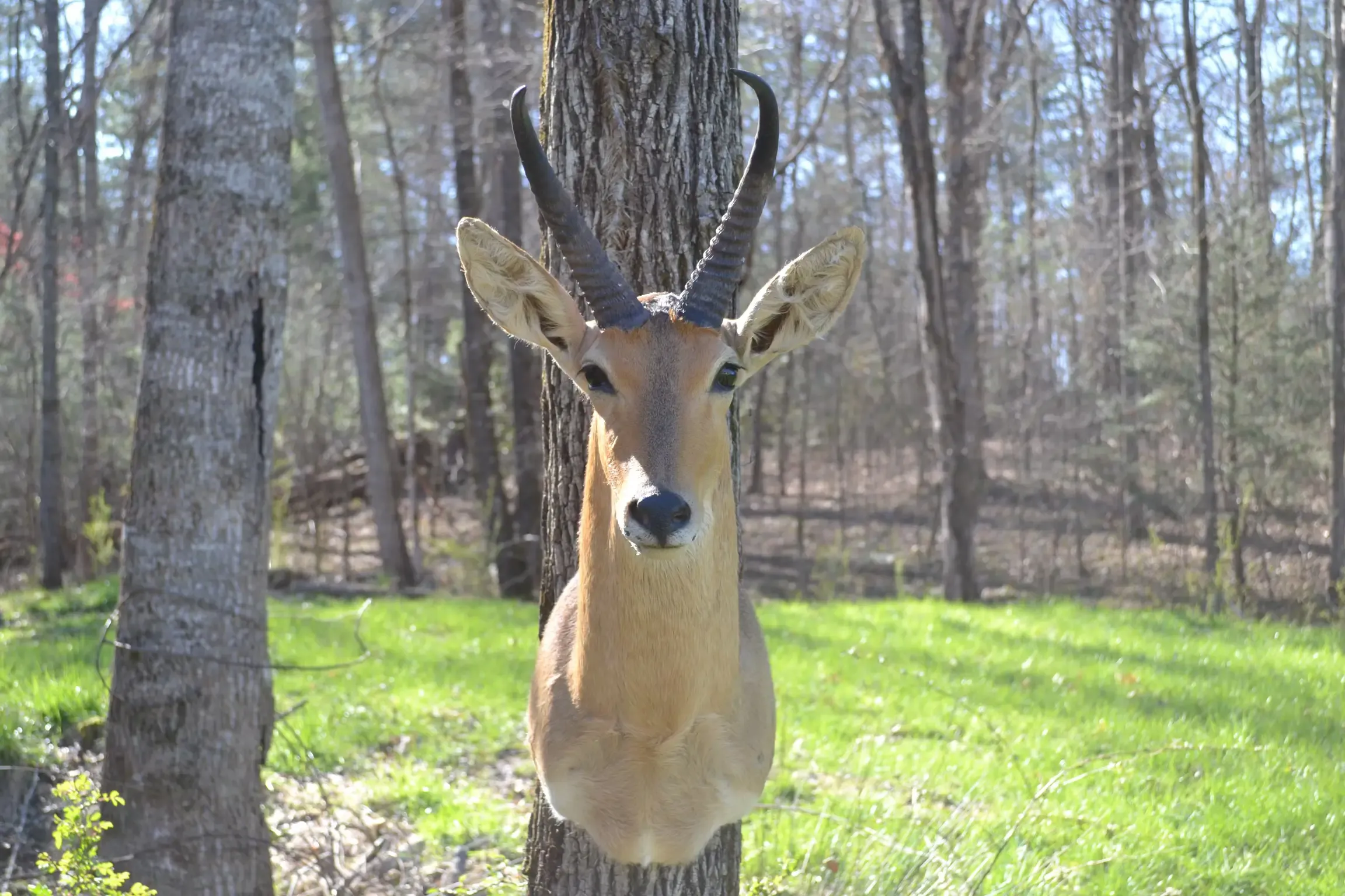 A deer head is hanging from a tree in the woods.